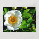 Search for rose macro postcards Garden