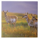 Search for antelope tiles Usa