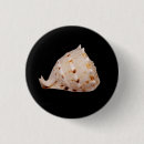 Search for conch badges Sea
