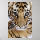 Search for tiger cub posters Young animal