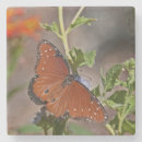 Search for butterfly coasters Wildlife