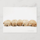 Search for golden retriever puppies postcards Photography
