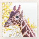 Search for portrait glass coasters Nature