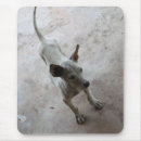 Search for ridgebacks mouse mats Puppy