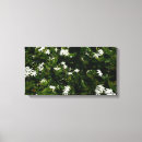 Search for jasmine flowers art White