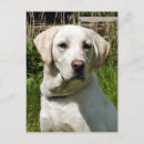 Search for sporting dog postcards Cute