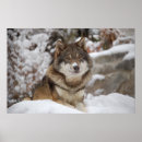 Search for wolf image posters Photography