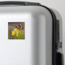 Search for tortoiseshell magnets Orange