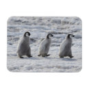 Search for three animals magnets Animals in the wild