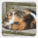 Search for furry cat stickers Cute