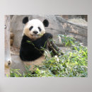 Search for panda bear art Mammal