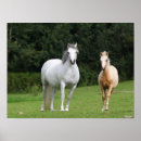 Search for welsh pony art Breed