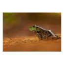 Search for bullfrog posters Frogs
