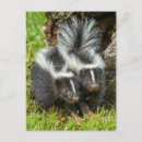 Search for schwarz postcards Captive