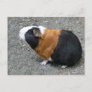 Search for guineas postcards Pet