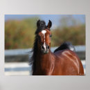 Search for horse breed posters Bay