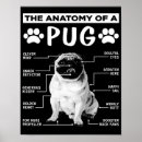 Search for pet pug posters Dog