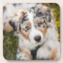 Search for australian coasters Puppy