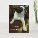 Search for boston terrier birthday cards Cute