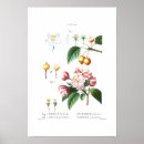 Search for crabapple posters Botanical