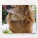 Search for mammale electronics Dog