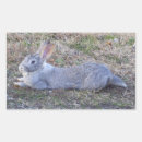 Search for cottontail rabbit stickers Hare