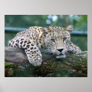 Search for big cat posters Puma
