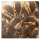 Search for duck and duckling tiles Animals