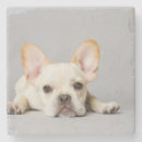 Search for lying barware Puppy