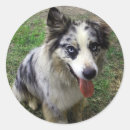 Search for herding dog stickers Pup