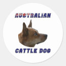 Search for australian heeler stickers Aussie