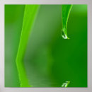 Search for waterdrops posters Green