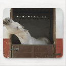 Search for horse stable mouse mats Animal