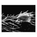 Search for black and white fish art Sealife