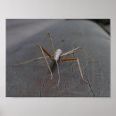 Search for walking stick posters Bug