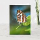Search for stripey cards Stripes