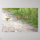 Search for gosling posters Wildlife