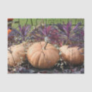 Search for thanksgiving tissue paper Pumpkin
