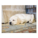 Search for labrador photography Yellow lab