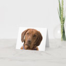 Search for chocolate labrador retriever cards Puppy