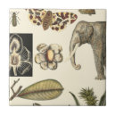 Search for insect tiles Nature