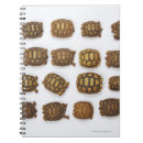Search for tortoise notebooks Reptiles