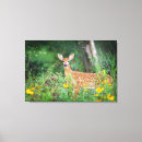 Search for white daisy canvas prints Nature