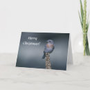 Search for bluebird christmas cards Birds