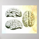 Search for human brain posters Illustration