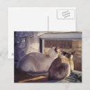 Search for blue window horizontal postcards Cat