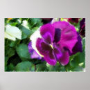 Search for pansy posters Floral photography