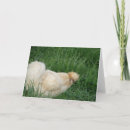 Search for silkies cards Photography