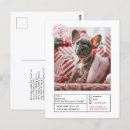 Search for pet photo christmas cards Naughty