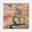 Search for ground squirrel magnets Chipmunk